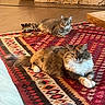 animal, brown_cat, cat, cozy, decor, domestic_cat, feline, flooring, fluffy_cat, household, indoor, living_room, patterned_rug, pet, relaxed, resting, rug, stone_wall, tabby_cat, wooden_furniture