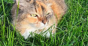 Merliah Summers participe au concours pour gagner de l'argent avec cette photo : animal, background, calm, cat, close_up, daylight, feline, fur, grass, greenery, mammal, nature, outdoor, pet, relaxing, resting, sleeping, sunlight, two_cats, whiskers