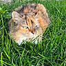 animal, background, calm, cat, close_up, daylight, feline, fur, grass, greenery, mammal, nature, outdoor, pet, relaxing, resting, sleeping, sunlight, two_cats, whiskers