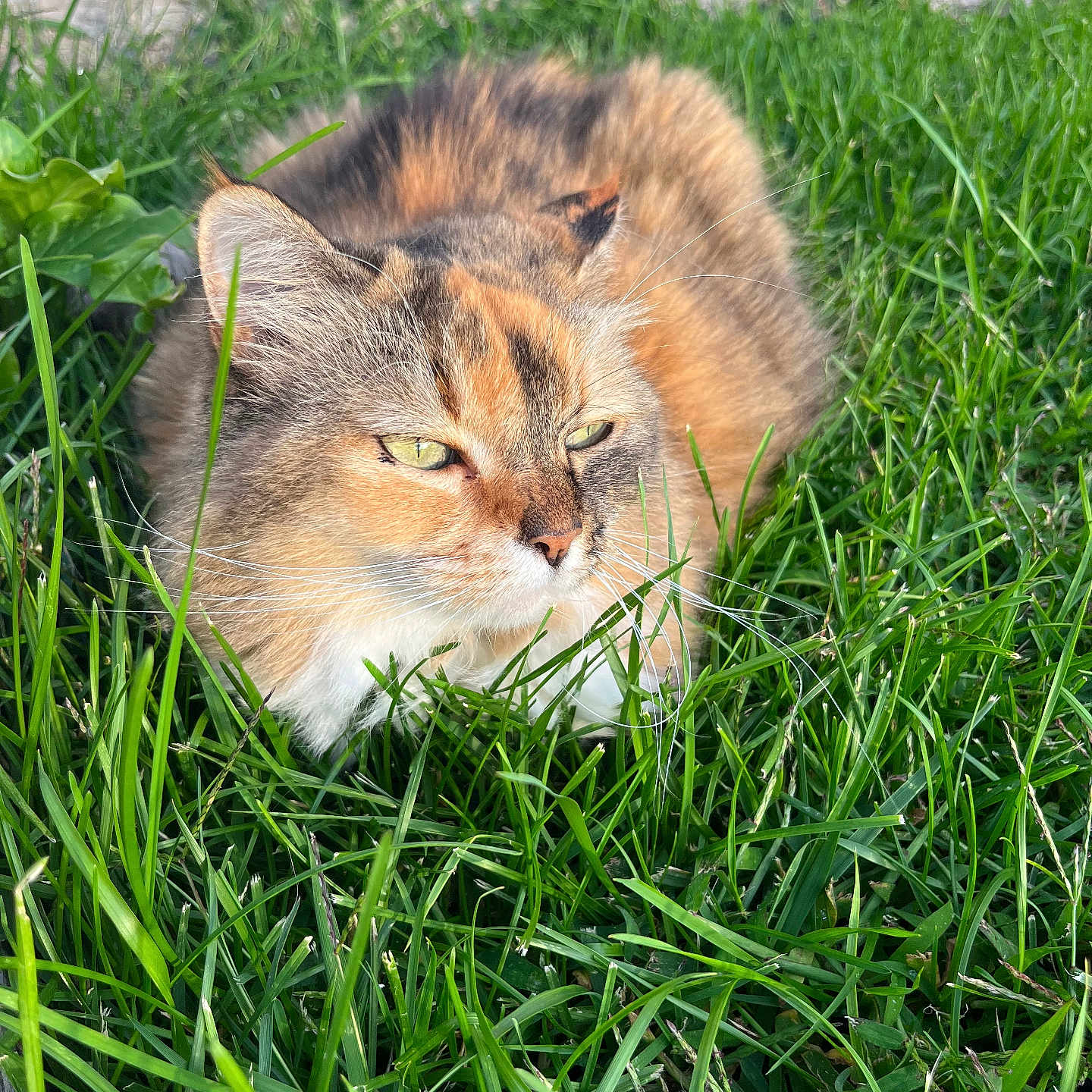 Merliah Summers participe au concours pour gagner de l'argent avec cette photo : animal, background, calm, cat, close_up, daylight, feline, fur, grass, greenery, mammal, nature, outdoor, pet, relaxing, resting, sleeping, sunlight, two_cats, whiskers