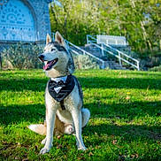 Snow participe au concours pour gagner de l'argent avec cette photo : dog, husky, outdoor, grass, greenery, bow_tie, pet, canine, animal, sunlight, nature, bench, stairs, portrait, sitting, happy, tongue_out, daylight, fur, blue_eyes