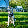 dog, husky, outdoor, grass, greenery, bow_tie, pet, canine, animal, sunlight, nature, bench, stairs, portrait, sitting, happy, tongue_out, daylight, fur, blue_eyes