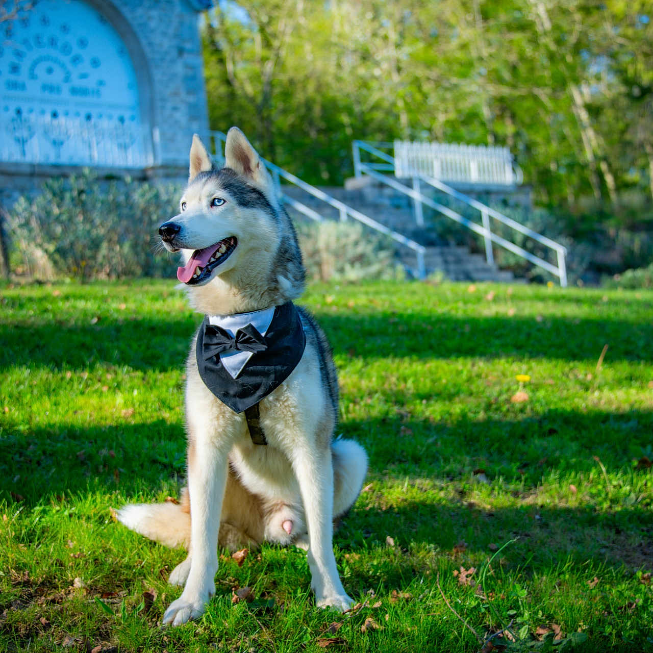 Snow participe au concours pour gagner de l'argent avec cette photo : animal, bench, blue_eyes, bow_tie, canine, daylight, dog, fur, grass, greenery, happy, husky, nature, outdoor, pet, portrait, sitting, stairs, sunlight, tongue_out