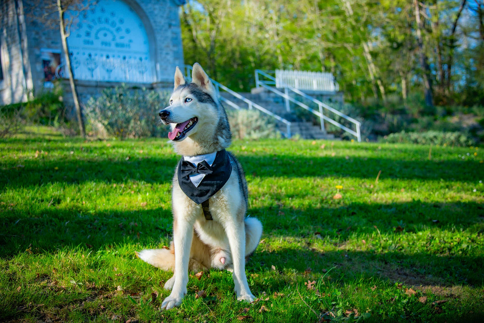 Snow participe au concours pour gagner de l'argent avec cette photo : dog, husky, outdoor, grass, greenery, bow_tie, pet, canine, animal, sunlight, nature, bench, stairs, portrait, sitting, happy, tongue_out, daylight, fur, blue_eyes
