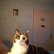 Lolita a rejoint le concours — aidez-le/la à gagner de superbes lots ! cat, calico_cat, indoor, bed, feline, curious, wide_eyes, pet, animal, resting, cozy, furniture, door, picture_frame, whiskers, fur, close_up, sleeping_area, domestic_animal, living_space