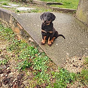 Azca a rejoint le concours — aidez-le/la à gagner de superbes lots ! puppy, dog, black_and_tan, grass, concrete, ramp, outdoor, backyard, trampoline, pool, tree, greenery, plants, curious, sitting, young_dog, nature, pet, animal, daylight