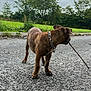 Apollo is registered to the contest to win money with this photo: dog, brindle, stick, asphalt, outdoor, grass, trees, cloudy_sky, collar, pet, canine, nature, playing, animal, side_view, pavement, greenery, park, daytime, leash_tag