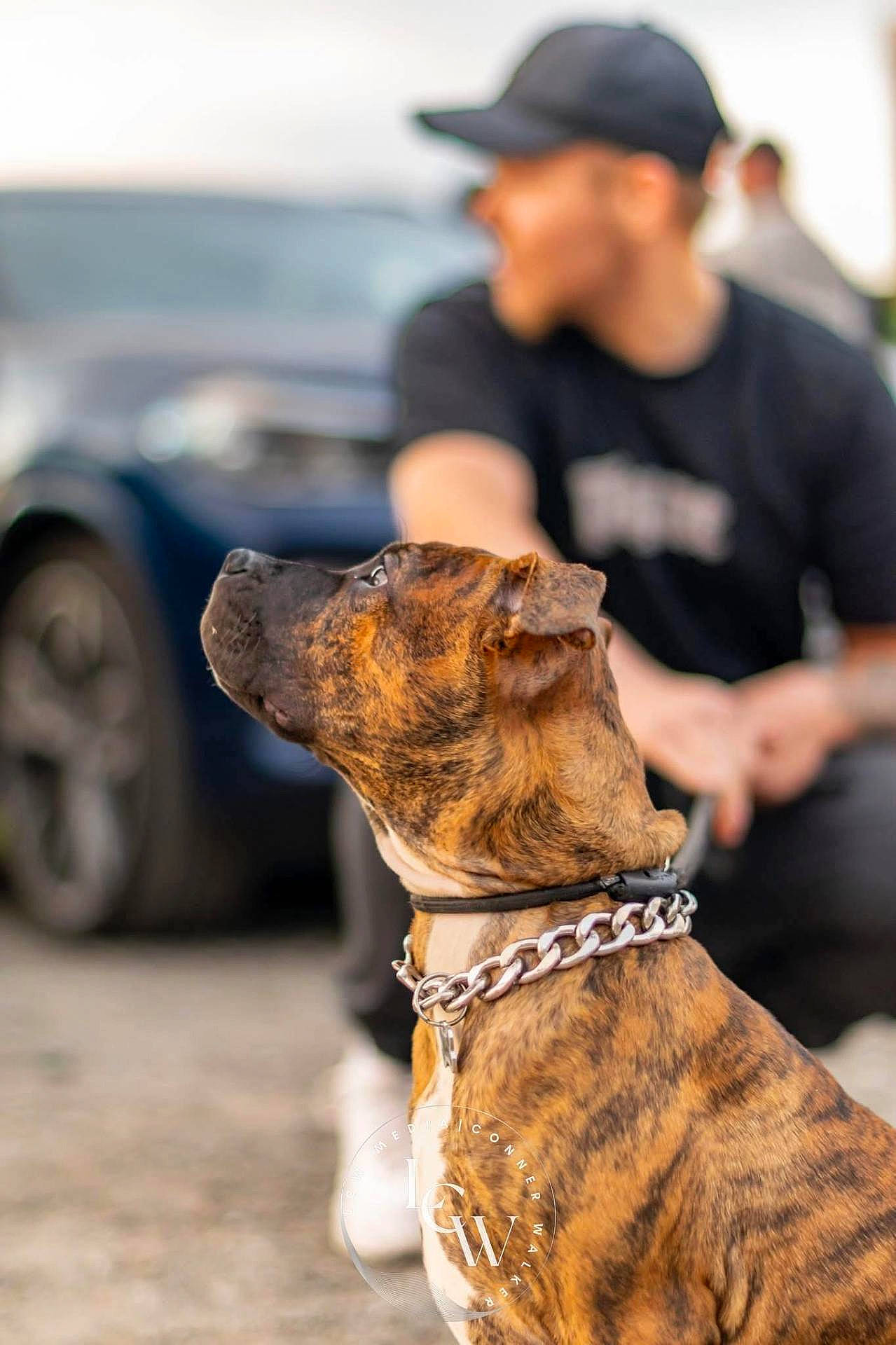 Apollo is registered to the contest to win money with this photo: animal, black_clothing, blurred_background, brindle, canine, cap, car, chain, collar, daylight, dog, leash, looking_up, outdoor, pavement, person, pet, portrait, sitting, wheel