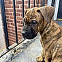 puppy, dog, brindle, sitting, porch, concrete, metal_railing, brick_wall, outdoor, pet, young_dog, canine, calm, side_view, animal, domestic_animal, closeup, fence, quiet, young