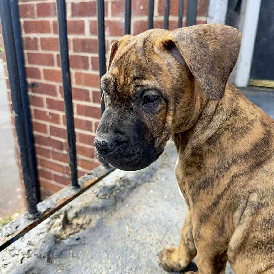 Apollo is registered to the contest to win money with this photo: animal, brick_wall, brindle, calm, canine, closeup, concrete, dog, domestic_animal, fence, metal_railing, outdoor, pet, porch, puppy, quiet, side_view, sitting, young, young_dog