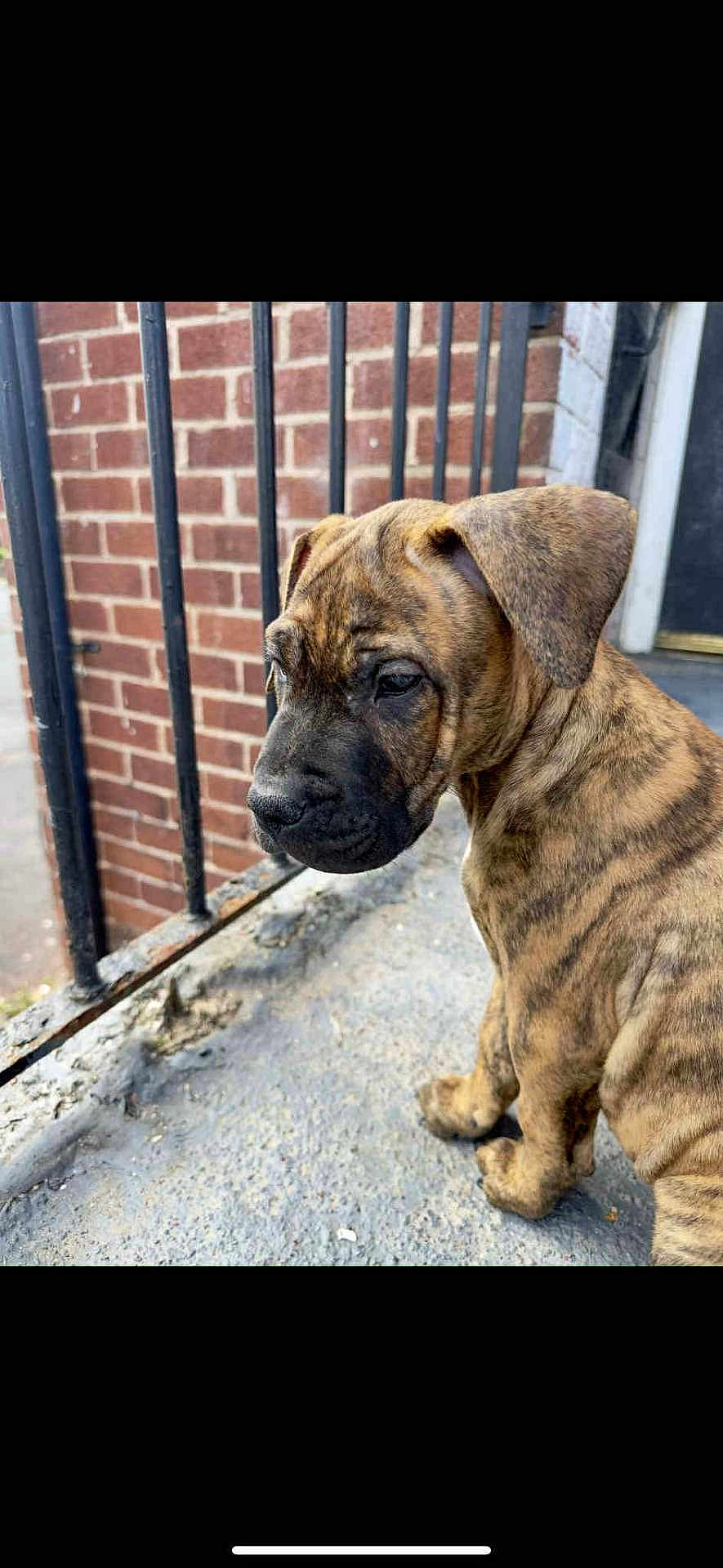 Apollo