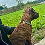 dog, brindle, chain_collar, grass, outdoor, person, black_jacket, jeans, blue_rhinestones, curb, sidewalk, nature, cloudy_sky, greenery, sitting, pet, canine, casual_clothing, park, daytime