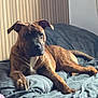 dog, brindle, bed, bedding, indoor, pet, canine, lounging, resting, fur, ears, animal, comfort, striped_wall, blanket, domestic, mammal, relaxed, portrait, household