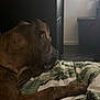 dog, bed, blanket, indoor, brown_dog, leaf_pattern, furniture, room, soft_light, relaxed, pet, canine, resting, domestic, comfort, animal, side_view, quiet, peaceful, sleepy