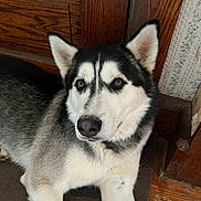 Behr joined the competition — help win amazing prizes! dog, husky, pet, animal, portrait, indoor, wooden_door, floor, fur, ears, eyes, nose, paw, lying_down, stare, companion, closeup, whiskers, canine, black_and_white_fur