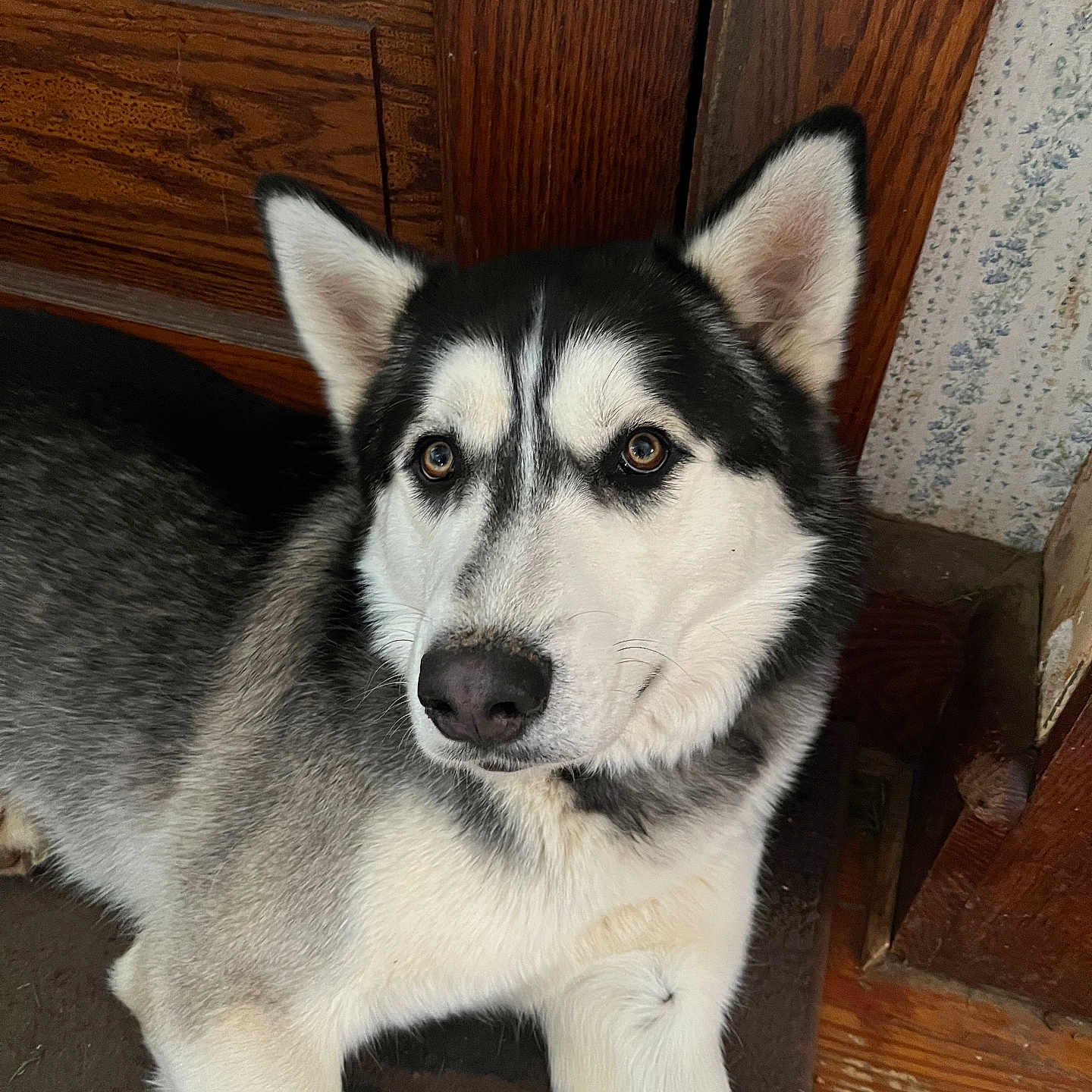 Behr joined the competition — help win amazing prizes! animal, black_and_white_fur, canine, closeup, companion, dog, ears, eyes, floor, fur, husky, indoor, lying_down, nose, paw, pet, portrait, stare, whiskers, wooden_door