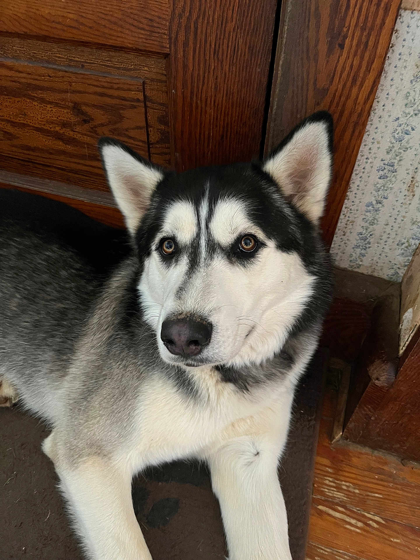 Behr joined the competition — help win amazing prizes! dog, husky, pet, animal, portrait, indoor, wooden_door, floor, fur, ears, eyes, nose, paw, lying_down, stare, companion, closeup, whiskers, canine, black_and_white_fur