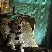 Ruby joined the competition — help win amazing prizes! dog, recliner, chair, collar, cushion, indoor, pet, curious, brown, white, furniture, home, window, curtains, relaxing, animal, domestic, portrait, seated, cozy