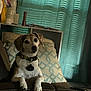 dog, recliner, chair, collar, cushion, indoor, pet, curious, brown, white, furniture, home, window, curtains, relaxing, animal, domestic, portrait, seated, cozy