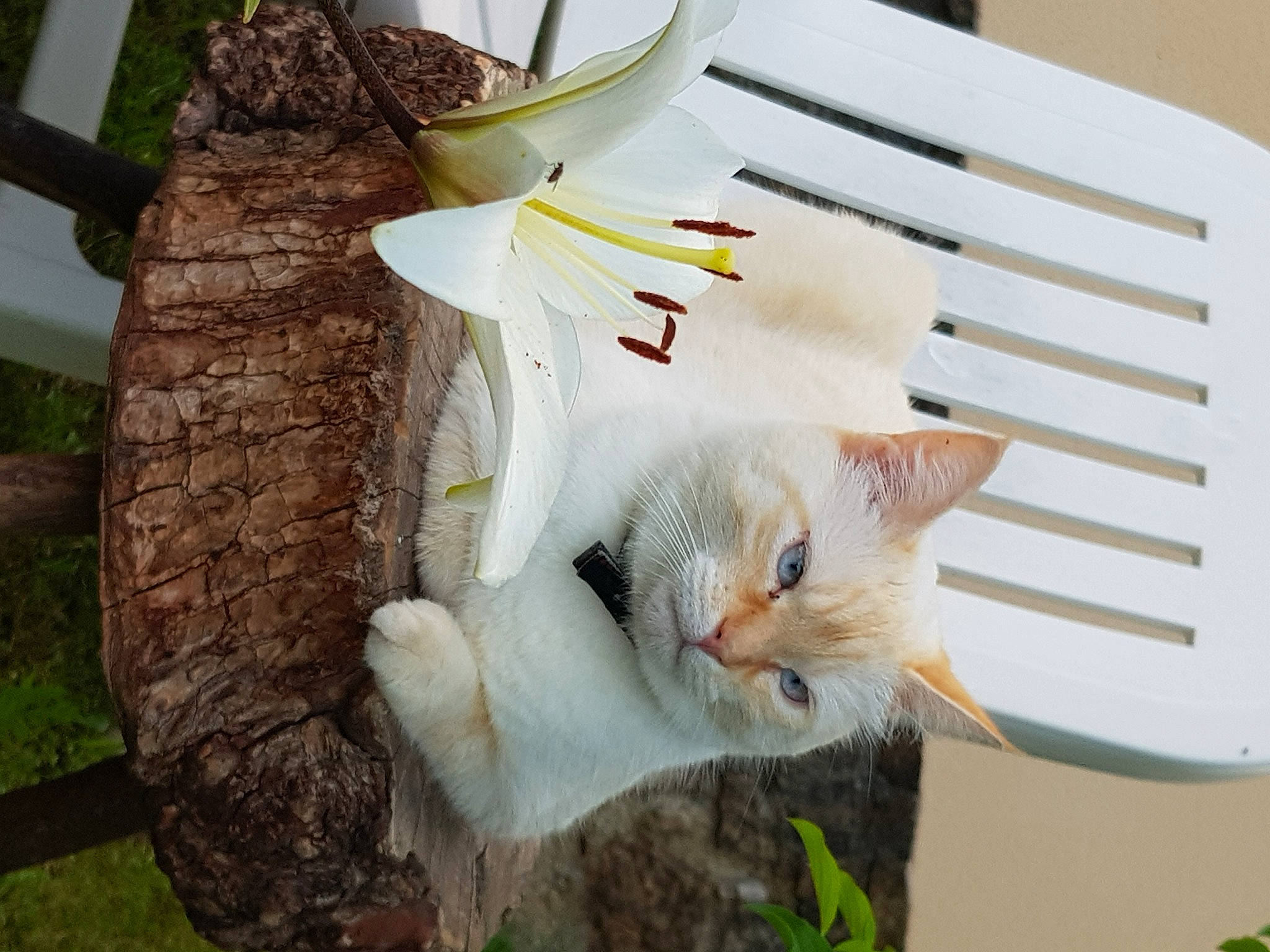 Ninja participe au concours pour gagner de l'argent avec cette photo : carnivore, cat, collar, domestic_short_haired_cat, fawn, felidae, fur, grass, herb, ingredient, linens, plant, plate, small_to_medium_sized_cats, tableware, tail, tree, trunk, whiskers, wood
