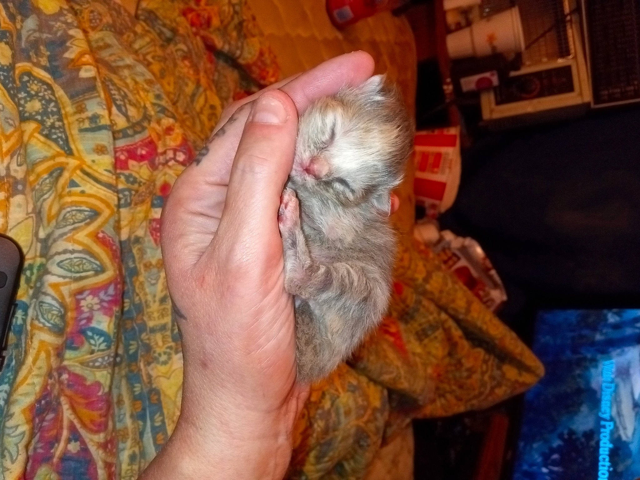 Smoky joined the competition — help win amazing prizes! art, felidae, finger, flesh, fur, nail, pattern, room, small_to_medium_sized_cats, thread, visual_arts, whiskers, wood, wool, wrinkle