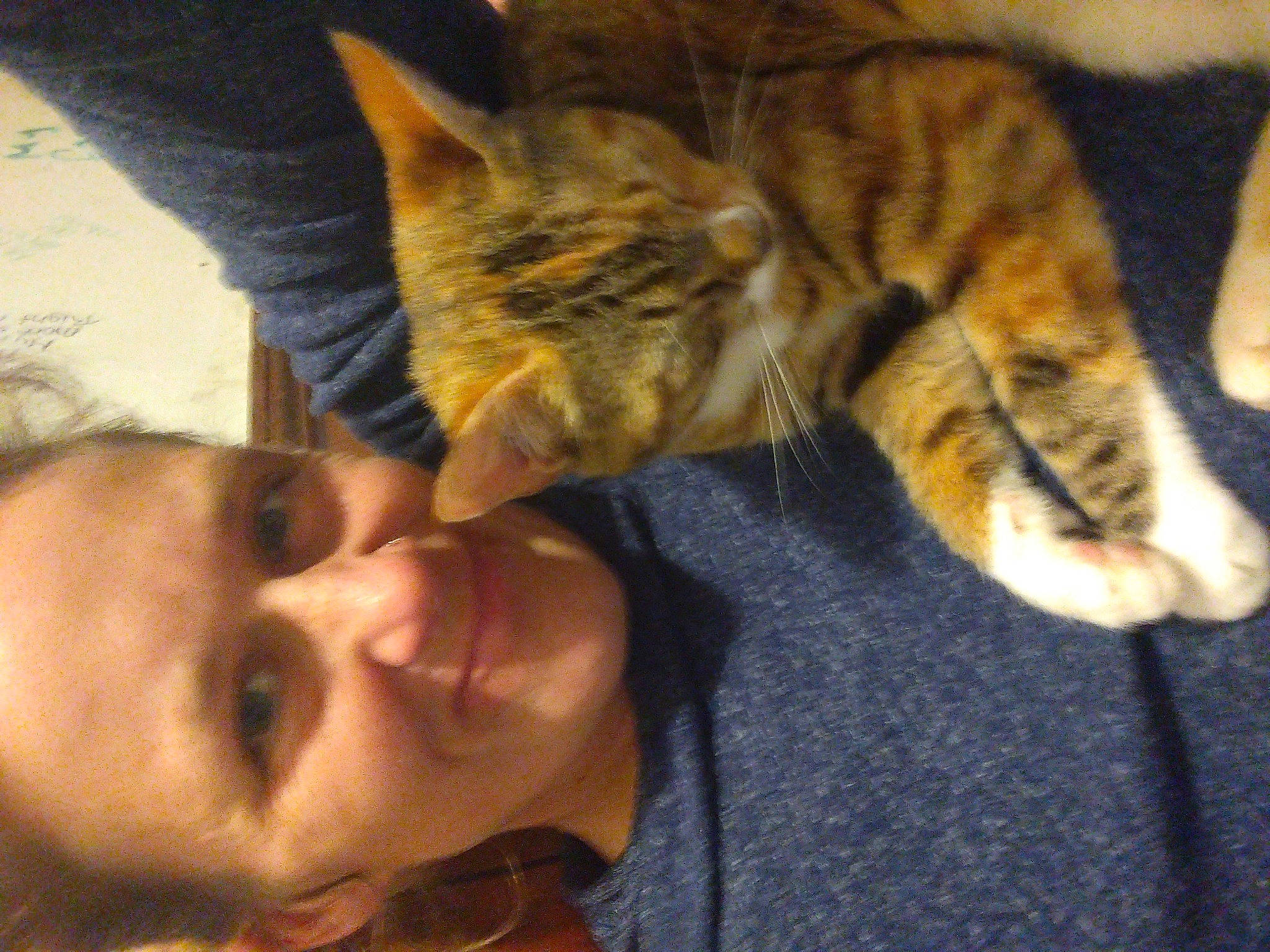 Momo joined the competition — help win amazing prizes! carnivore, cat, claw, comfort, domestic_short_haired_cat, ear, fawn, felidae, fur, gesture, happy, human_leg, jaw, mouth, nose, paw, small_to_medium_sized_cats, snout, tail, whiskers