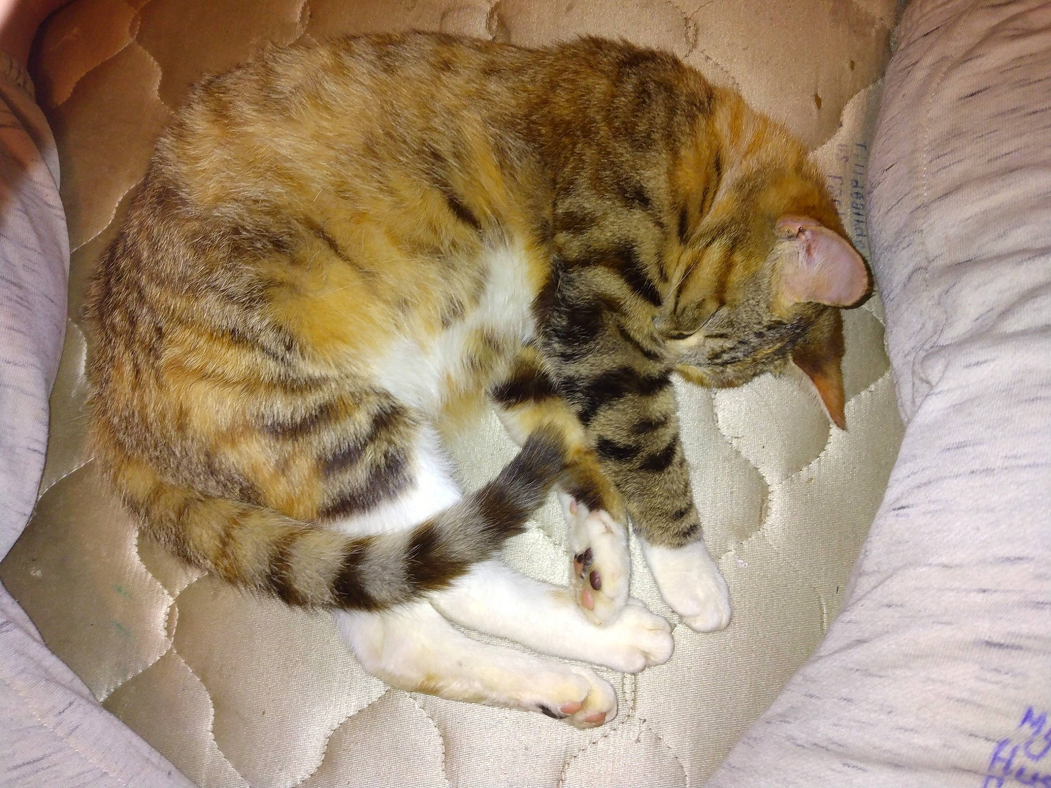 Momo joined the competition — help win amazing prizes! carnivore, cat, cat_bed, cat_supply, claw, comfort, domestic_short_haired_cat, fawn, felidae, fur, linens, nap, paw, sleep, small_to_medium_sized_cats, snout, tail, terrestrial_animal, whiskers, wood