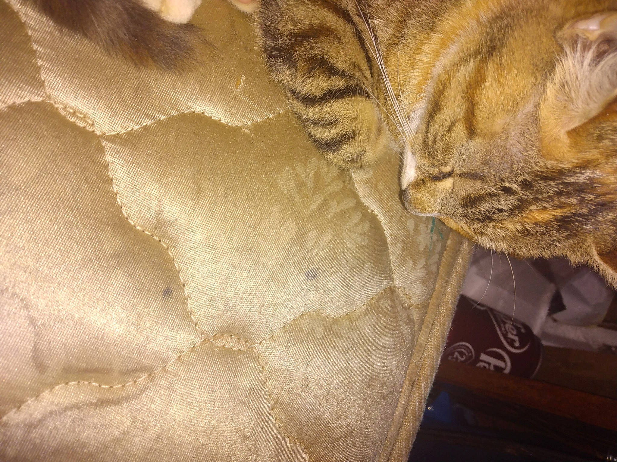 Momo joined the competition — help win amazing prizes! carnivore, cat, claw, cloud, comfort, domestic_short_haired_cat, fawn, felidae, flooring, fur, grey, linens, pattern, paw, small_to_medium_sized_cats, tail, terrestrial_animal, tints_and_shades, whiskers, wood