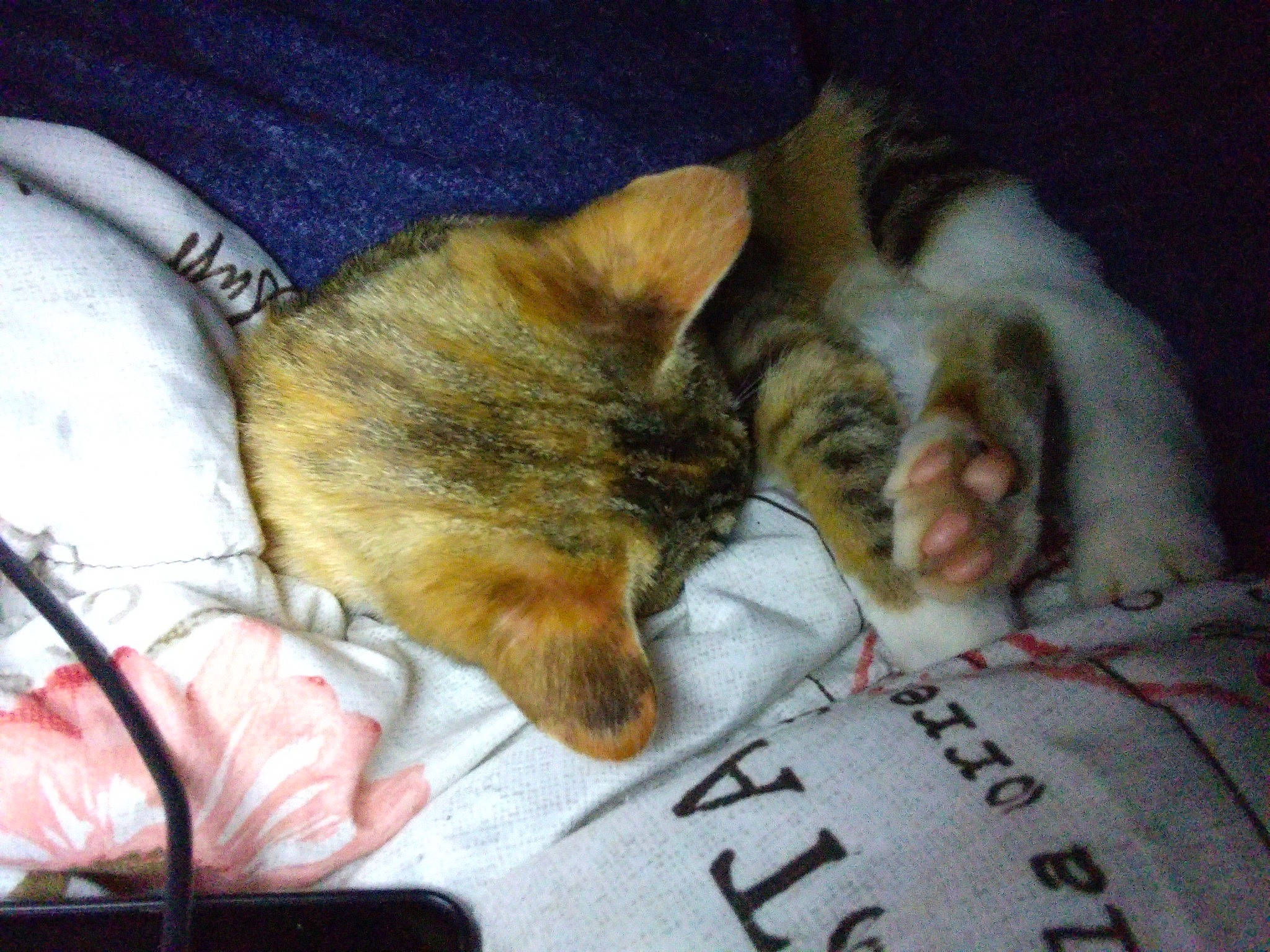 Momo joined the competition — help win amazing prizes! bedtime, carnivore, cat, claw, comfort, companion_dog, dog_breed, domestic_short_haired_cat, fawn, felidae, fur, linens, mammal, paw, small_to_medium_sized_cats, snout, sporting_group, tail, vertebrate, whiskers