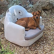 Luffy a rejoint le concours — aidez-le/la à gagner de superbes lots ! dog, pet, brown_dog, animal, face, eyes, ears, sitting, lounging, chair, armchair, outdoor, garden, plants, rocks, gravel, backyard, portrait, relaxed, furniture