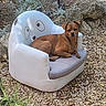 dog, pet, brown_dog, animal, face, eyes, ears, sitting, lounging, chair, armchair, outdoor, garden, plants, rocks, gravel, backyard, portrait, relaxed, furniture