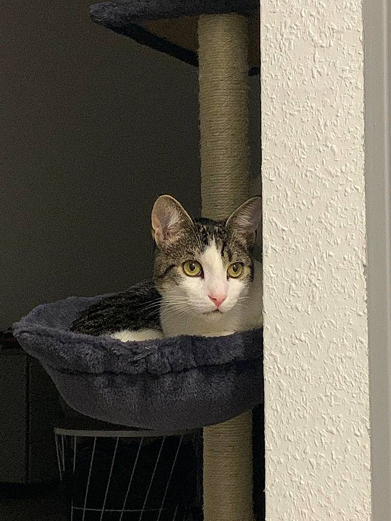 Taï participe au concours pour gagner de l'argent avec cette photo : animal_shelter, basket, box, carnivore, cat, cat_supply, domestic_short_haired_cat, felidae, fur, metal, paw, pet_supply, room, sitting, small_to_medium_sized_cats, tail, whiskers, wicker, window, wood