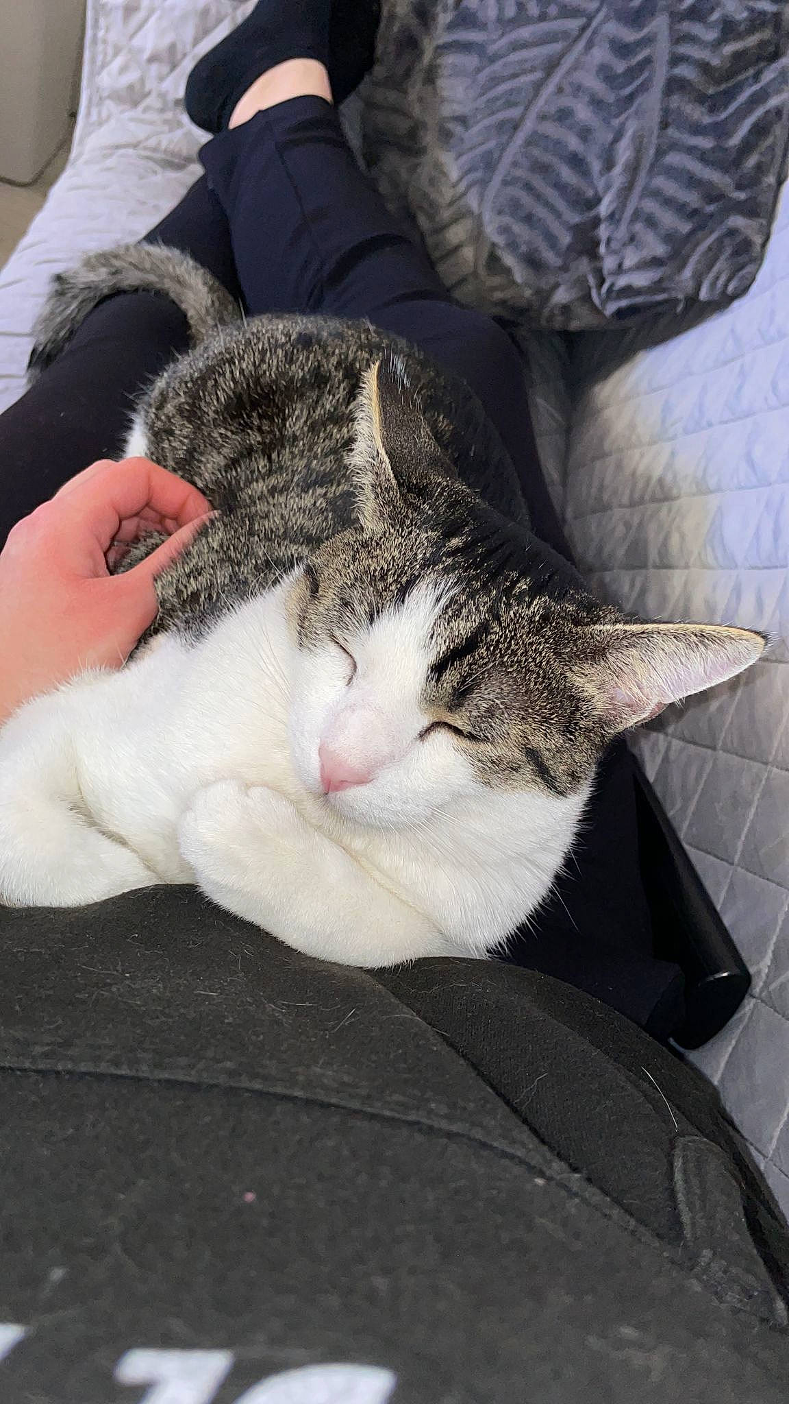 Taï a rejoint le concours — aidez-le/la à gagner de superbes lots ! carnivore, cat, claw, comfort, couch, domestic_short_haired_cat, felidae, fur, grey, human_leg, lap, linens, nap, paw, sitting, sleep, small_to_medium_sized_cats, snout, tail, whiskers