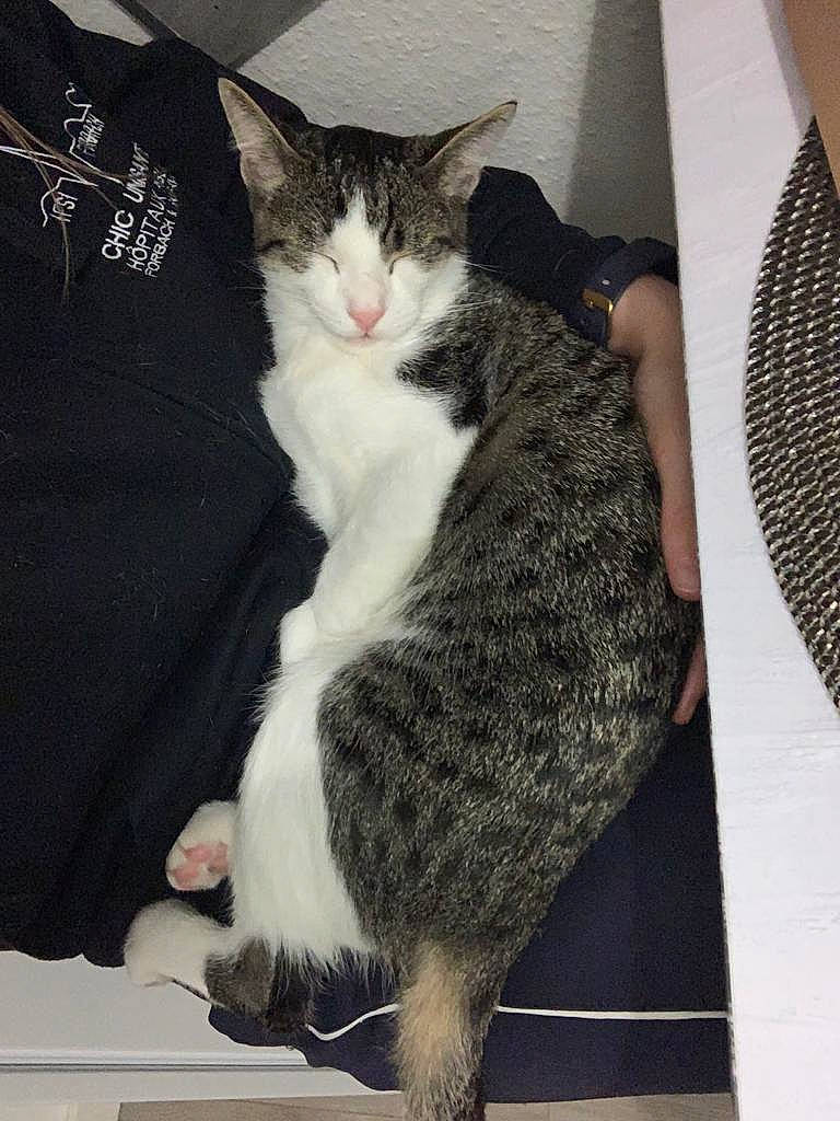 Taï a rejoint le concours — aidez-le/la à gagner de superbes lots ! carnivore, cat, claw, comfort, domestic_short_haired_cat, felidae, fur, grey, lap, paw, sitting, small_to_medium_sized_cats, snout, tail, whiskers