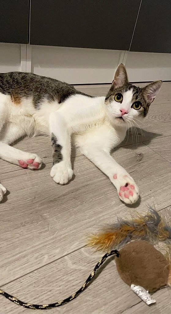 Taï participe au concours pour gagner de l'argent avec cette photo : carnivore, cat, claw, comfort, domestic_short_haired_cat, felidae, flooring, fur, hardwood, paw, small_to_medium_sized_cats, snout, tail, terrestrial_animal, whiskers, wood, wood_flooring