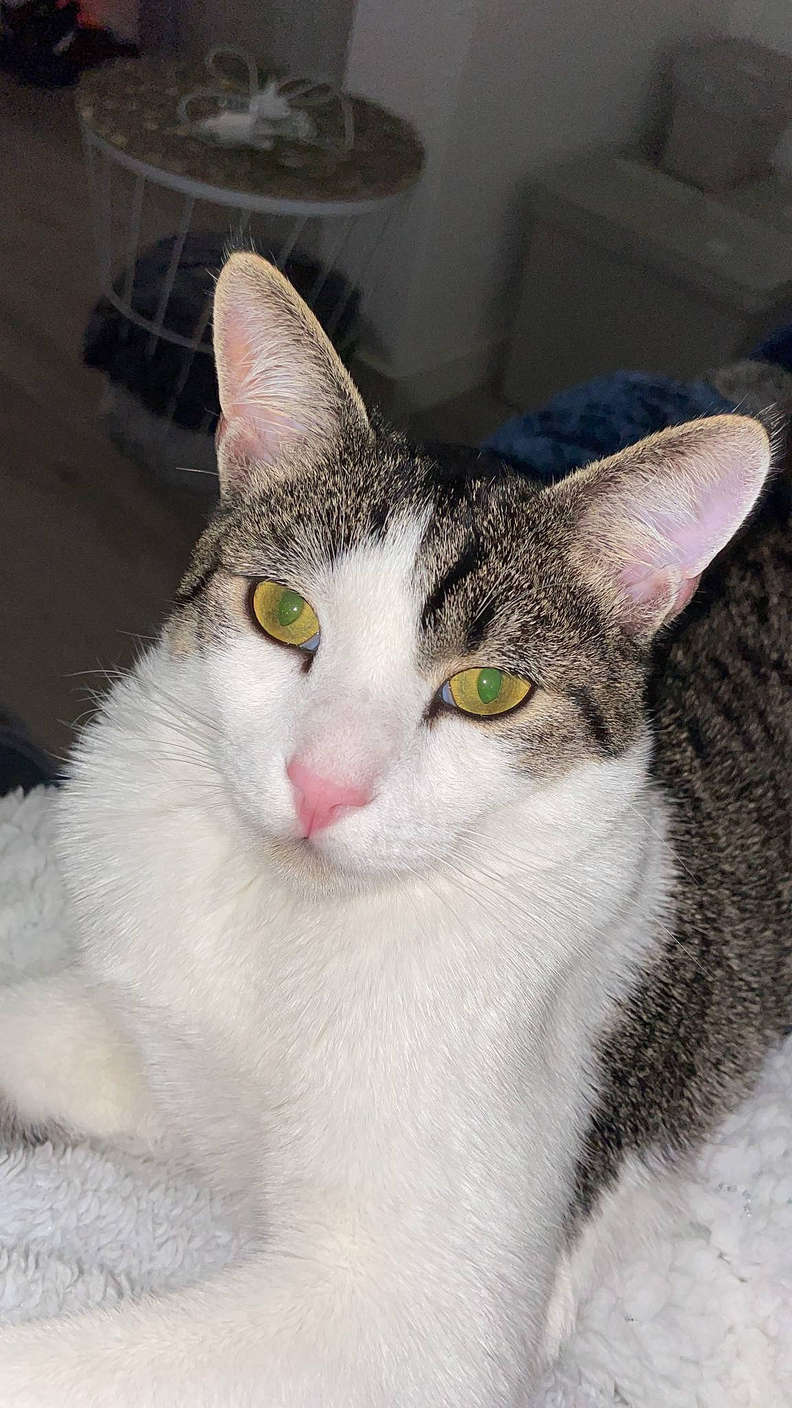 Taï a rejoint le concours — aidez-le/la à gagner de superbes lots ! carnivore, cat, domestic_short_haired_cat, door, ear, eye, felidae, fur, head, iris, small_to_medium_sized_cats, snout, whiskers