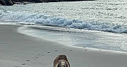 Laïka participe au concours pour gagner de l'argent avec cette photo : beach, dog, husky, paw_prints, sand, waves, ocean, cloudy_sky, rocks, shoreline, water, outdoor, animal, pet, walking, coast, nature, canine, seascape, daytime