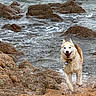 Laïka a rejoint le concours — aidez-le/la à gagner de superbes lots ! dog, beach, ocean, rocks, water, waves, wet_dog, running, happy, sand, outdoor, nature, animal, canine, smiling, playful, collar, coast, seashore, splash