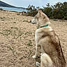 Laïka a rejoint le concours — aidez-le/la à gagner de superbes lots ! animal, beach, calm, cloudy, coast, collar, dog, grass, husky, landscape, nature, outdoor, pet, rock, sand, scenic, sea, sitting, sky, water