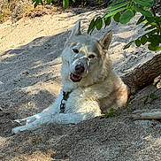 Laïka a rejoint le concours — aidez-le/la à gagner de superbes lots ! dog, sand, outdoor, nature, sunlight, leaf, tree, shade, happy, pet, canine, smiling, relaxed, fur, animal, summer, resting, playful, collar, closeup
