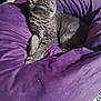 Smokey is registered to the contest to win money with this photo: alert, animal, beanbag, bedroom, cat, cozy, cute, domestic_animal, ears, feline, fur, gray_cat, indoor, paws, pet, purple, relaxed, resting, soft, whiskers