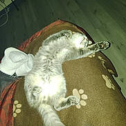 Smokey is registered to the contest to win money with this photo: animal, blanket, cat, comfort, cozy, cute, feet, feline, floor, fur, furry, home, indoor, paw_print, pet, relaxed, resting, sleeping, socks, soft