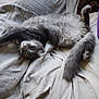 cat, gray_cat, fluffy, stretching, sleepy, blanket, bed, cozy, indoor, paw, tail, fur, relaxed, cute, pet, feline, resting, soft, comfort, purple_cushion