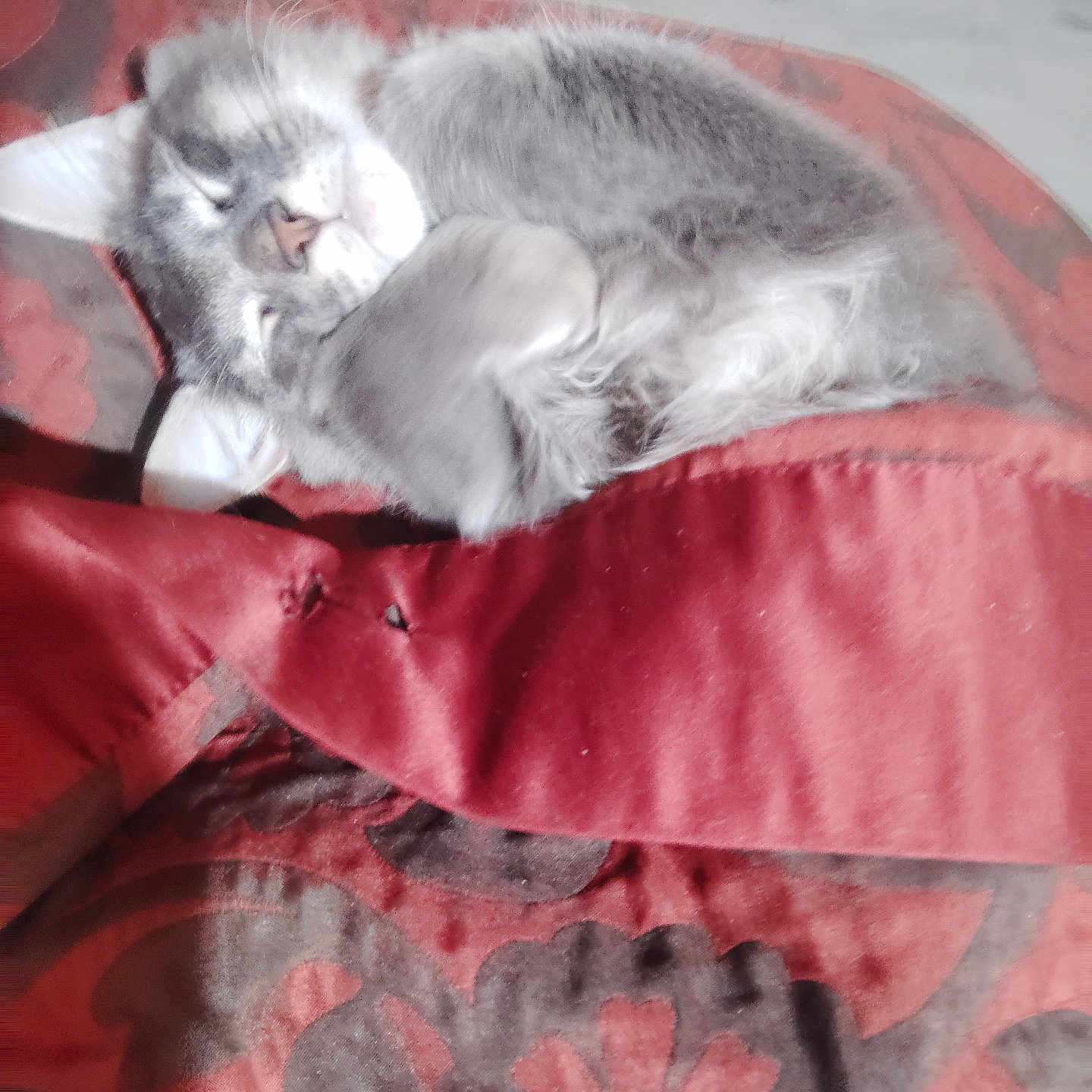 Smokey is registered to the contest to win money with this photo: animal, blanket, cat, cozy, curled_up, cute, domestic_cat, feline, fluffy, fur, gray_cat, indoor, nap, pattern, pet, red_blanket, relaxed, resting, sleeping, soft
