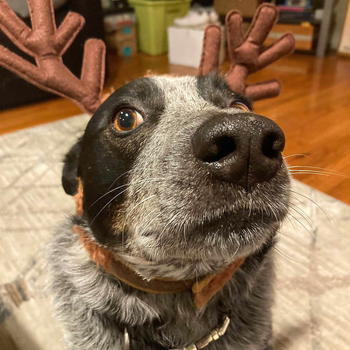 Jack