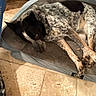 Jack is registered to the contest to win money with this photo: dog, pet_bed, resting, indoor, floor, tile, black, white, speckled, animal, cozy, plaid, clothing, blue_shirt, paws, lying_down, relaxed, home, person, casual