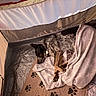Jack is registered to the contest to win money with this photo: dog, sleeping, tent, blanket, paw_print, mat, cozy, resting, sunlight, indoor, pet, fur, black_and_brown, relaxation, canine, fabric, shade, quiet, comfort, nap