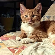 Yoda a rejoint le concours — aidez-le/la à gagner de superbes lots ! abyssinian, animal, bed, bedroom, blanket, cat, couch, cushion, furniture, homedecor, indoors, kitten, linen, manx, pet, quilt, room, shelf, siamese, wood