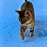 animal, bengal_cat, blue_eyes, cat, cold, curious, feline, focused, fur, mammal, nature, outdoor, paw, pet, snow, stripes, tail, walking, whiskers, winter