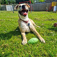 Reggie joined the competition — help win amazing prizes! animal, child, collar, daytime, dog, fence, grass, green, happy, nature, outdoor, pet, play, playground, slide, summer, sunny, swing, tongue, toy